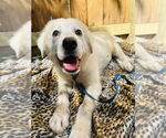 Small #2 Great Pyrenees