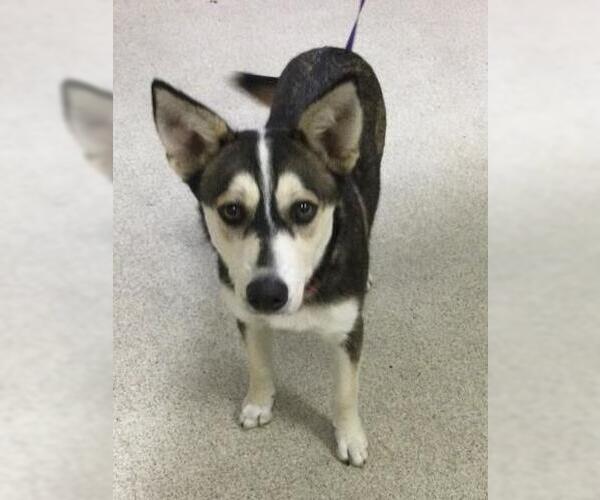 Medium Photo #1 Siberian Husky Puppy For Sale in Riverside, CA, USA