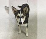 Small Siberian Husky