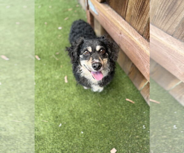 Medium Photo #2 Cocker Spaniel-Dachshund Mix Puppy For Sale in Mission Viejo, CA, USA