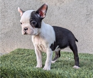Boston Terrier Puppy for sale in SAN FERNANDO, CA, USA