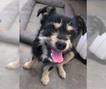 Small #2 Chihuahua Mix