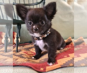 Chihuahua Puppy for sale in NEWVILLE, PA, USA