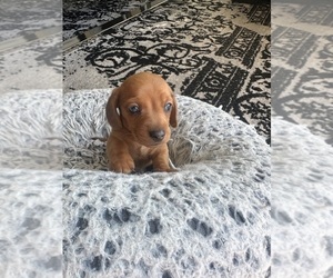 Dachshund Puppy for sale in SAN DIEGO, CA, USA