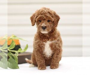 Goldendoodle (Miniature) Puppy for sale in RONKS, PA, USA