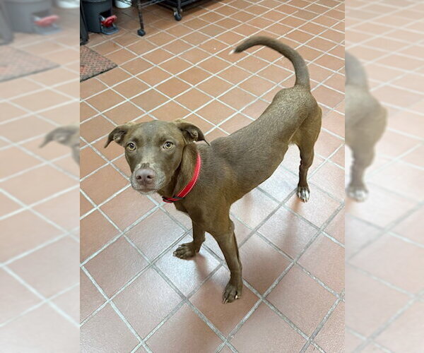 Medium Photo #2 Labrador Retriever-Unknown Mix Puppy For Sale in Jefferson, NJ, USA
