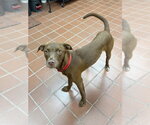 Small #1 Labrador Retriever Mix