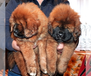 Tibetan Mastiff Puppy for sale in Ciechanow, Mazovia, Poland