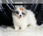 Small Photo #39 Pomeranian Puppy For Sale in WARSAW, IN, USA