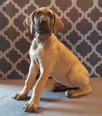Great Dane Puppy for sale in CHIPPEWA FALLS, WI, USA