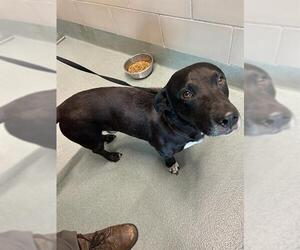 Dachshund-Labrador Retriever Mix Dogs for adoption in Baytown, TX, USA