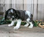 Small Photo #22 Cocker Spaniel Puppy For Sale in BALTIC, OH, USA