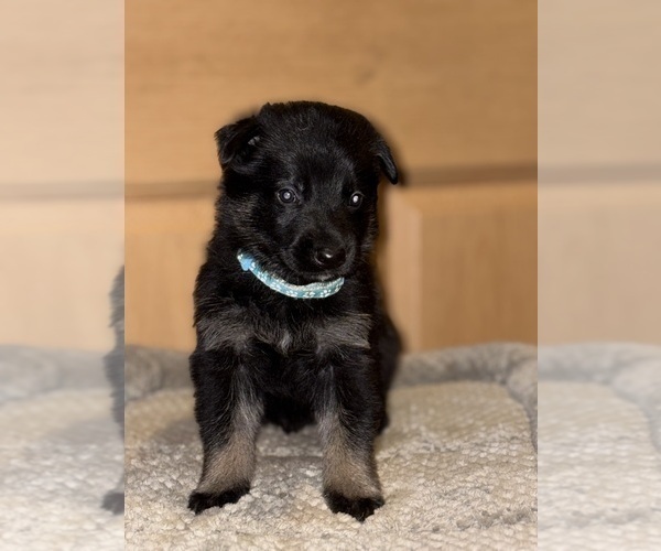 Medium Photo #20 German Shepherd Dog Puppy For Sale in SUMPTER TWP, MI, USA
