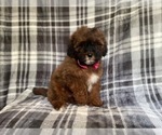 Small Photo #13 ShihPoo Puppy For Sale in LAKELAND, FL, USA