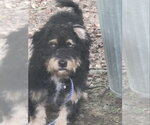 Brennan - Male Cock-A-Poo-Unknown Mix Dog for Adoption - Small photo