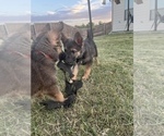 Small Photo #2 German Shepherd Dog Puppy For Sale in ANNA, TX, USA