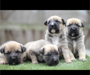 American Bulldog-German Shepherd Dog Mix Puppy for sale in BRANDYWINE, MD, USA