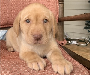 Labrador Retriever Puppy for sale in SPOTSYLVANIA, VA, USA