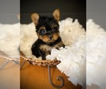 Small #3 Yorkshire Terrier