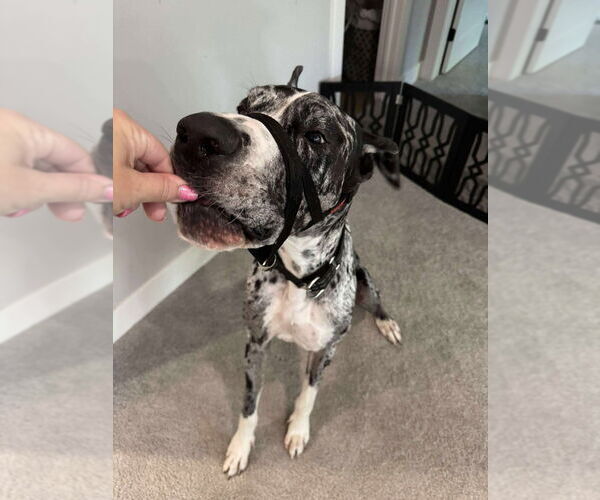 Medium Photo #4 Great Dane Puppy For Sale in Bullard, TX, USA