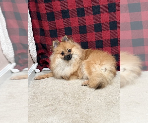 Medium Photo #1 Pomeranian Puppy For Sale in HGHLNDS RANCH, CO, USA
