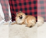 Pom - Male Pomeranian Puppy for Sale - Small photo