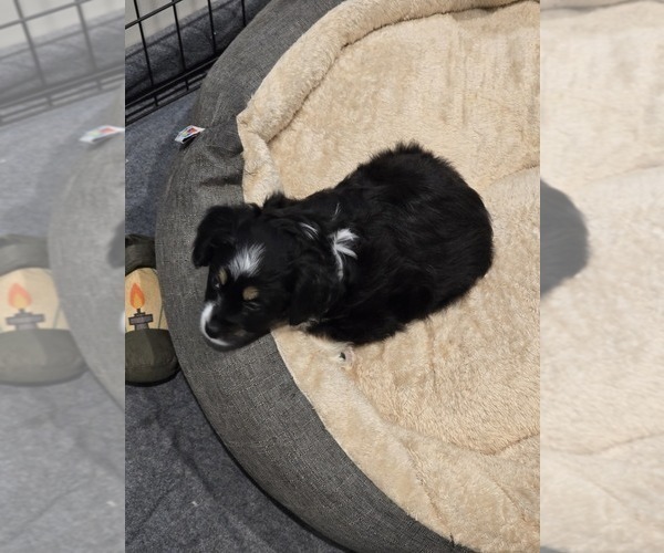 Medium Photo #5 Miniature Australian Shepherd Puppy For Sale in WADESBORO, NC, USA