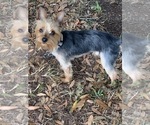 Small Photo #3 Yorkshire Terrier Puppy For Sale in LAKE CITY, FL, USA
