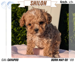 Puppy Shiloh Cavapoo (Miniature)