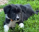 Small #2 Border-Aussie