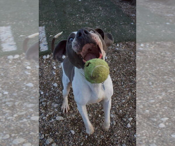 Medium Photo #3 Mutt Puppy For Sale in Foristell, MO, USA