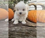 Litter of 2 - Female MalteseLitter of Puppies for Sale - Photo #4