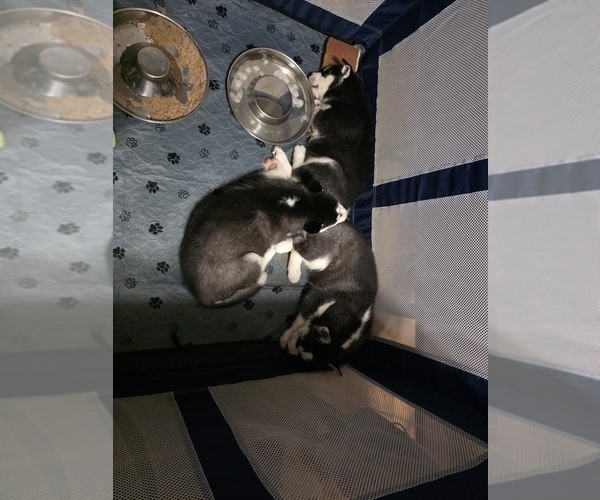 Medium Photo #6 Siberian Husky Puppy For Sale in ALTON, IL, USA
