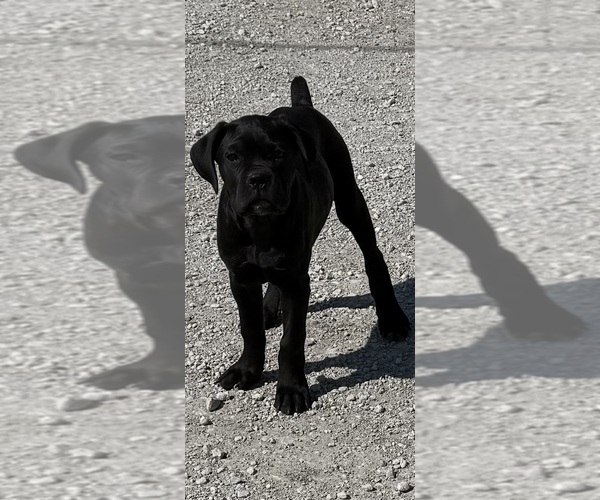 Medium Photo #3 Cane Corso Puppy For Sale in STUART, IA, USA