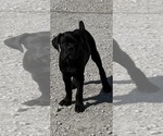 Small #2 Cane Corso