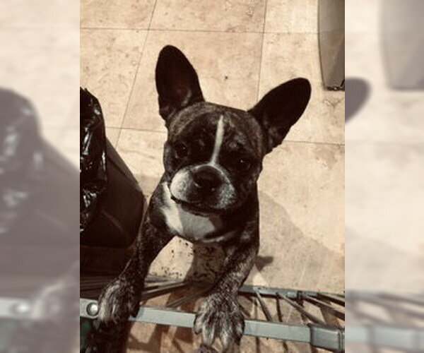 Medium Photo #2 French Bulldog Puppy For Sale in Boca Raton, FL, USA