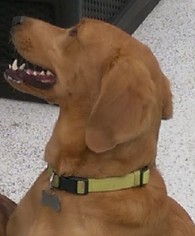 Redbone Coonhound Dogs for adoption in HOUSTON, TX, USA