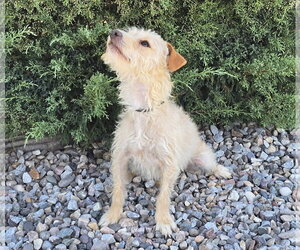 Polite Lil Mr Peanut ~ Calm Cuddle Bunny Terripoo - Male Norfolk Terrier-Poodle (Toy) Mix Dog for Adoption - Photo #4