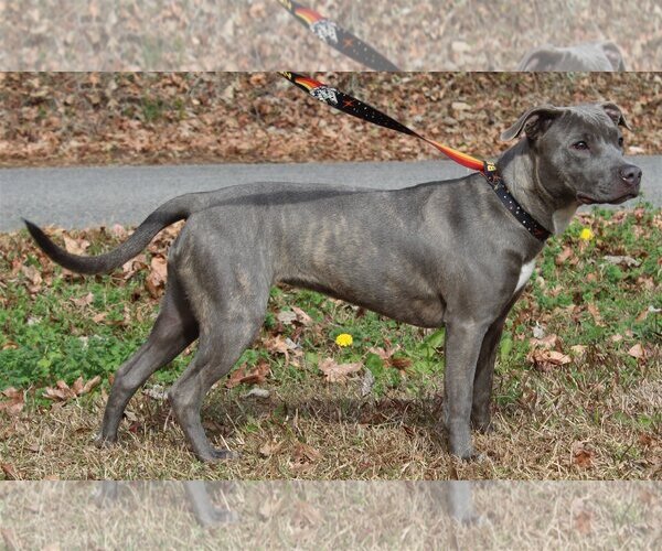 Medium Photo #2 American Pit Bull Terrier-Huskies  Mix Puppy For Sale in Prattville, AL, USA
