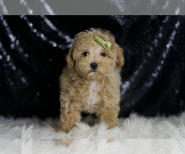 Medium Photo #2 Maltipoo (Miniature) Puppy For Sale in WARSAW, IN, USA