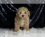 Small #1 Maltipoo (Miniature)