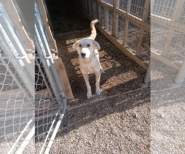 Medium Photo #2 Collie-Labrador Retriever Mix Puppy For Sale in Grafton, WI, USA