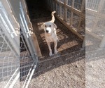 Small #1 Collie-Labrador Retriever Mix