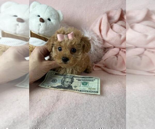 Medium Photo #18 Poodle (Toy) Puppy For Sale in THONOTOSASSA, FL, USA