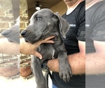 Small Photo #3 Great Dane Puppy For Sale in DEVINE, TX, USA