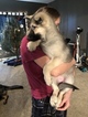 Small Photo #24 German Shepherd Dog Puppy For Sale in BARTLETTSVILLE, IN, USA