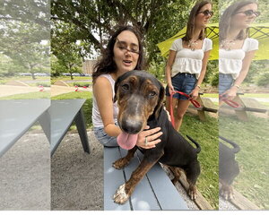 Mutt Dogs for adoption in Tracy City, TN, USA
