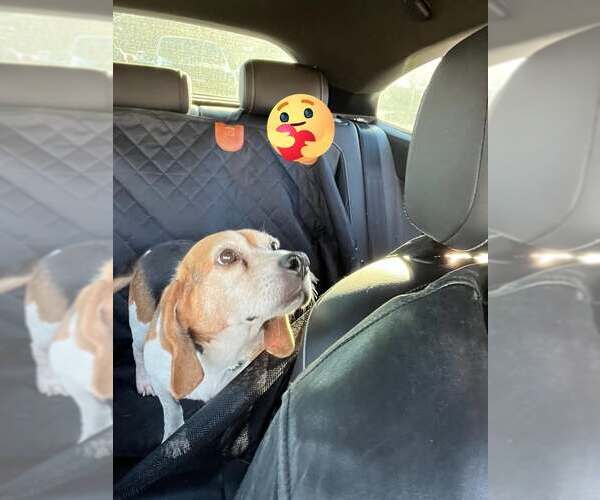 Medium Photo #1 Bagle Hound Puppy For Sale in Atlanta, GA, USA