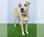Small #5 American Staffordshire Terrier-Chinese Shar-Pei Mix