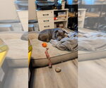 Small Photo #2 American Pit Bull Terrier-American Staffordshire Terrier Mix Puppy For Sale in San Diego, CA, USA